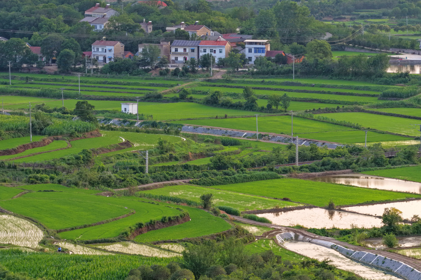 稻田綠意盎然，鄉(xiāng)村美景如畫。肖朕天攝