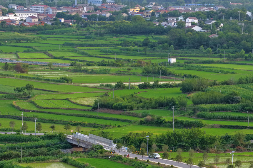 稻田綠意盎然，鄉(xiāng)村美景如畫。肖朕天攝
