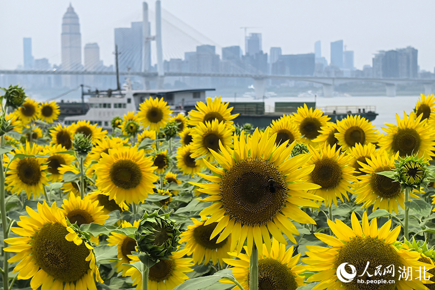 武昌江灘向日葵盛放。