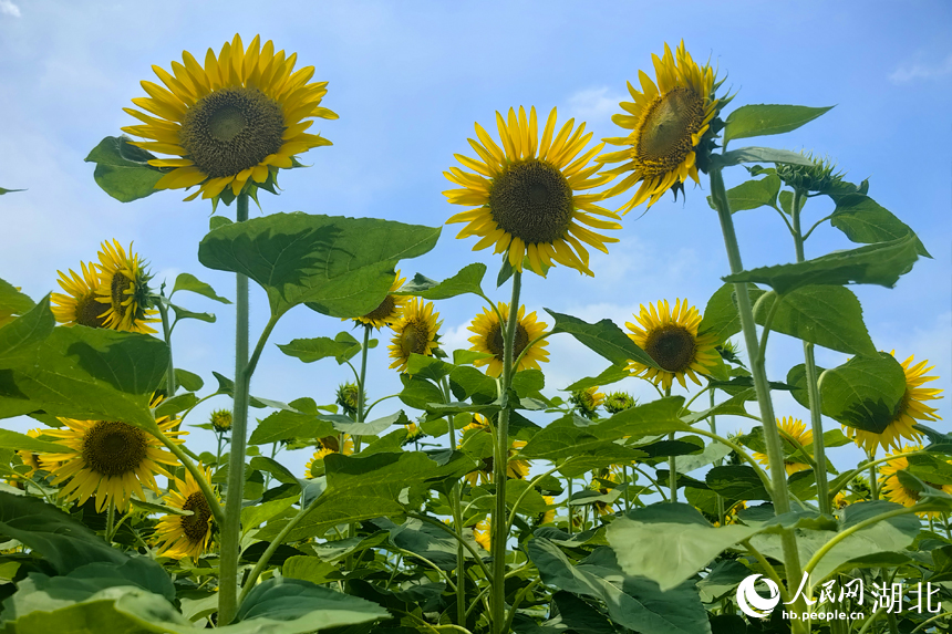 武昌江灘向日葵盛放。