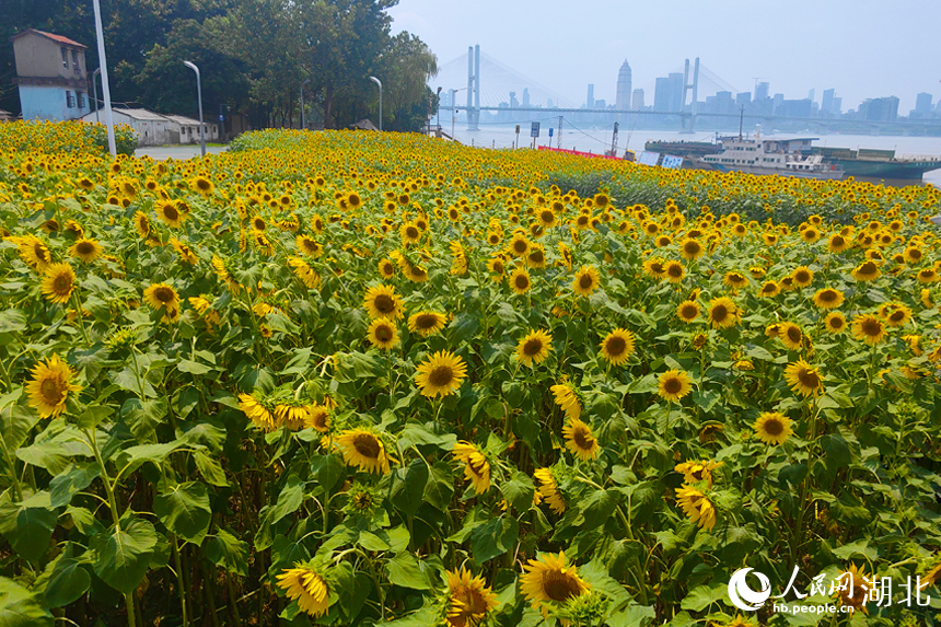 2400平方米的向日葵花海在江邊鋪展。
