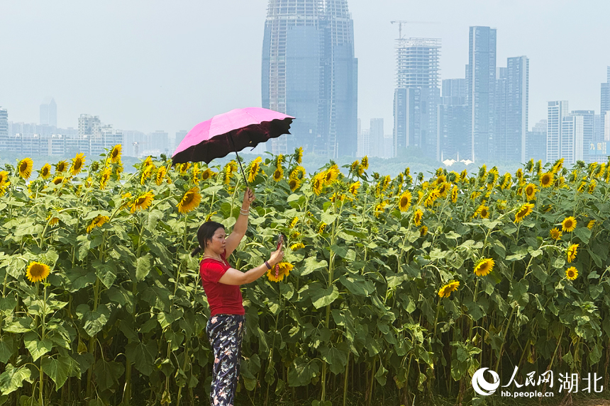 市民在向日葵花海拍照留念。