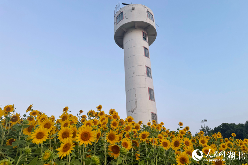 向日葵綻放美如畫。