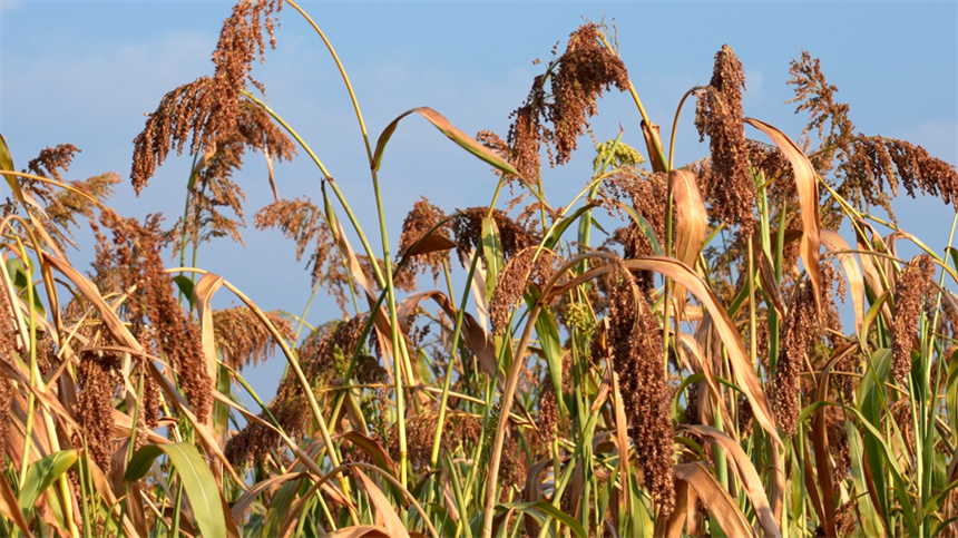 湖北孝昌:高粱紅穗映豐收【2】