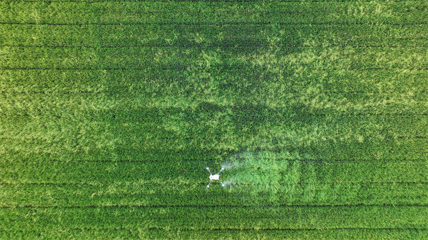 “小田并大田”激活魚米之鄉(xiāng)新動能