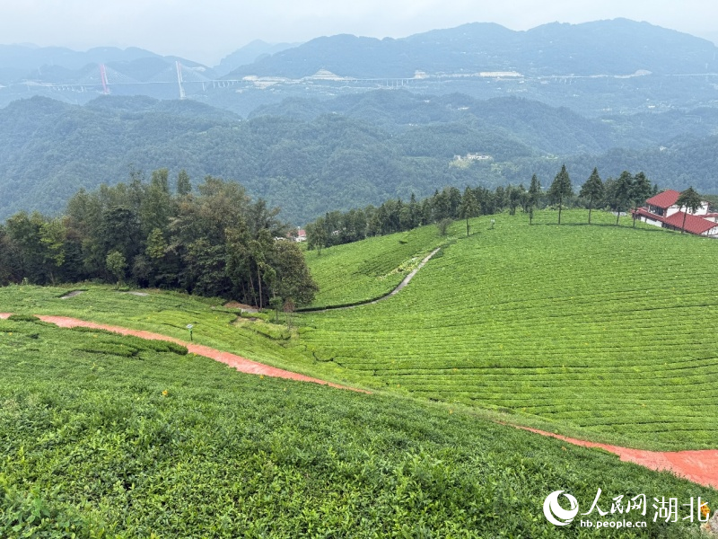 青崗嶺生態(tài)茶園。人民網(wǎng)湖北記者 張雋攝
