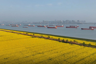 《生機(jī)長江：萬鳥翔集，千魚競躍的生態(tài)畫卷》高敏