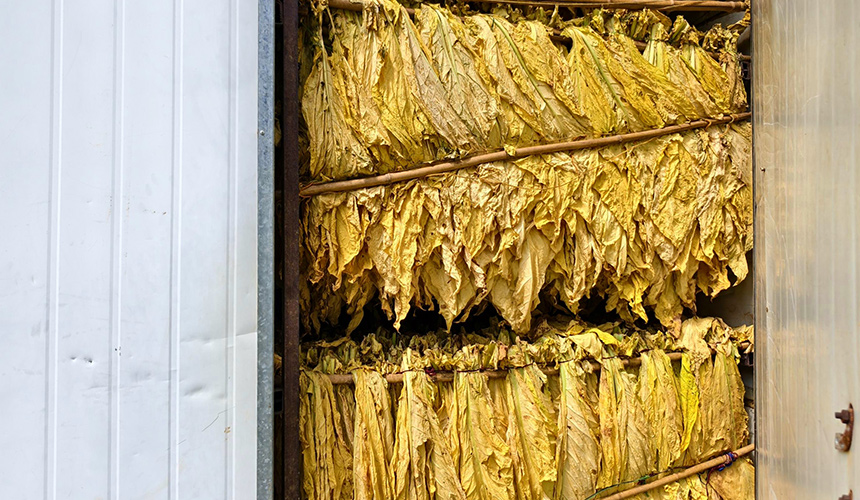 綠苗到金葉:“全周期守護”繪就振興景