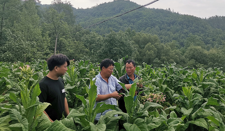 綠苗到金葉：“全周期守護(hù)”繪就振興景【2】