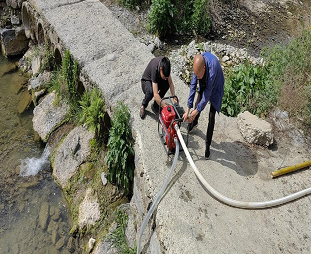綠苗到金葉:“全周期守護”繪就振興景【3】
