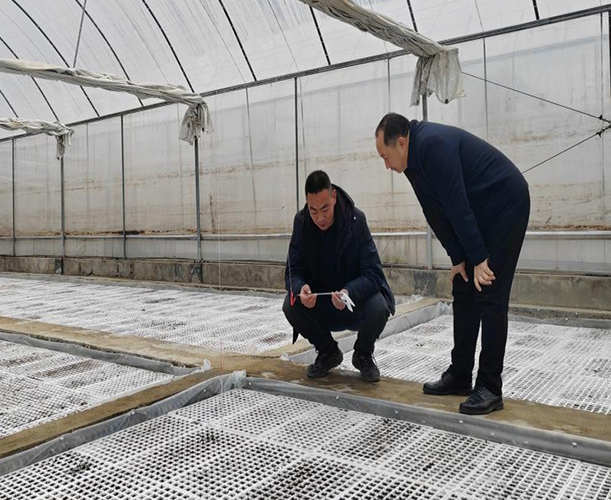 綠苗到金葉:“全周期守護(hù)”繪就振興景【4】