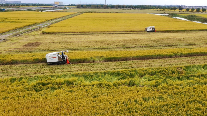 糧食收割。鄂良攝