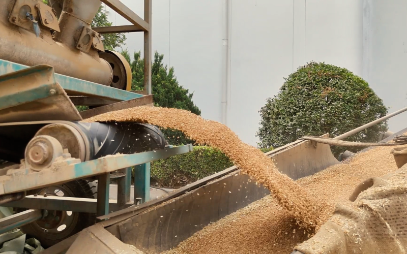 糧食豐收。鄂良攝