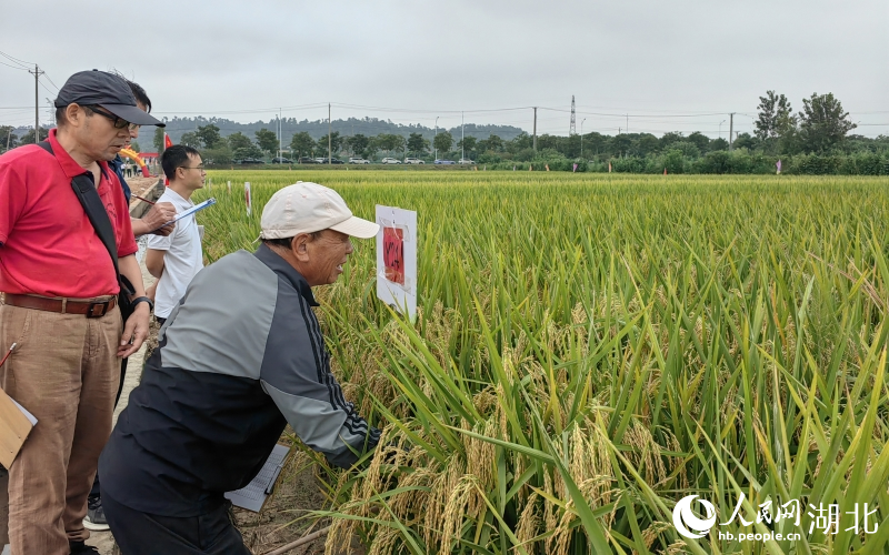 專家觀察試驗田中的新種子種植情況。人民網(wǎng)記者 郭婷婷攝