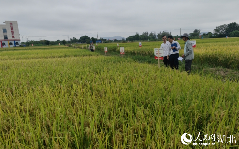 專家盲選評出“十大田間表現(xiàn)優(yōu)秀金獎品種”。人民網(wǎng)記者 郭婷婷攝攝