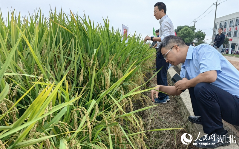 專家觀察試驗田中莊稼的長勢。人民網(wǎng)記者 郭婷婷攝