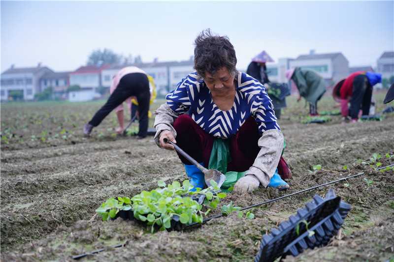 村民正彎腰忙碌，栽種甘藍(lán)。關(guān)洪磊攝