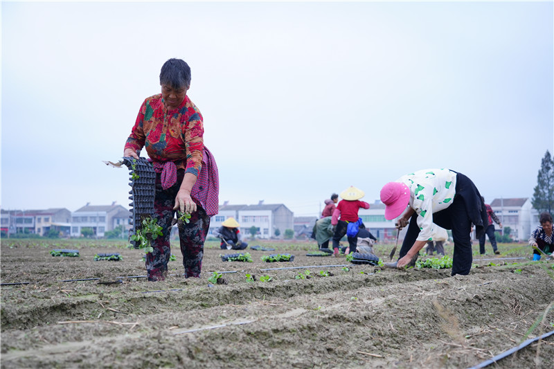 搶時(shí)種甘藍(lán)。關(guān)洪磊攝