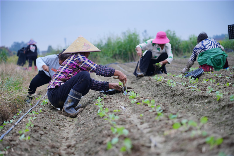 村民正在栽種甘藍(lán)。關(guān)洪磊攝