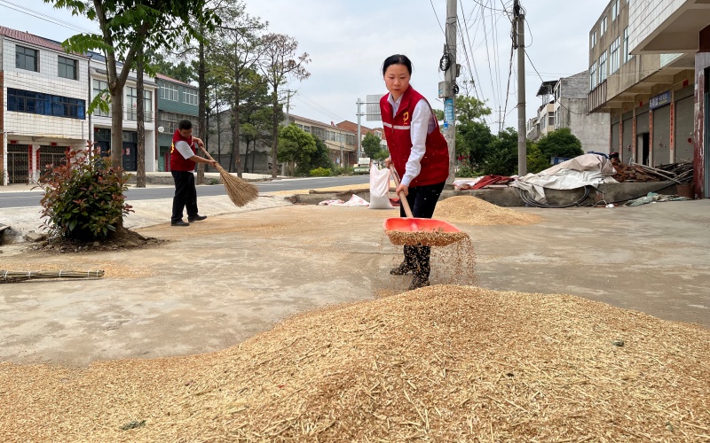 幫助困難農戶搶收秋糧