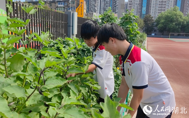 學(xué)生們?cè)趧趧?dòng)實(shí)踐基地照顧親手種下的蔬菜。人民網(wǎng)記者 郭婷婷攝