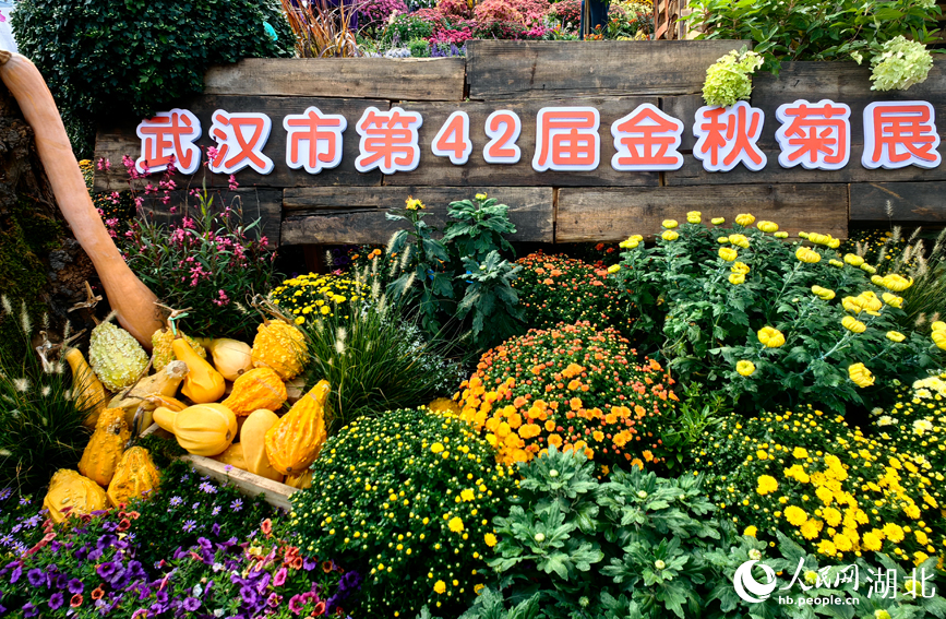 江城秋色入畫來 武漢市第42屆金秋菊展啟幕