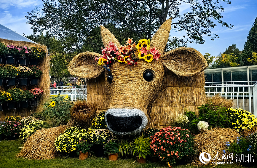 江城秋色入畫來 武漢市第42屆金秋菊展啟幕【3】