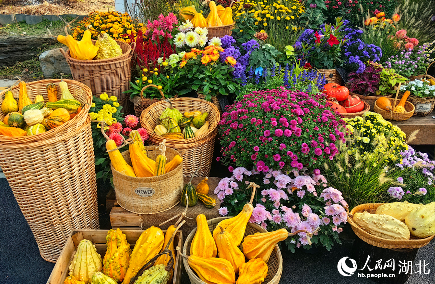 江城秋色入畫來 武漢市第42屆金秋菊展啟幕【6】