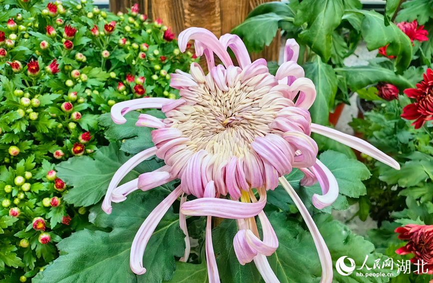 江城秋色入畫來 武漢市第42屆金秋菊展啟幕【8】