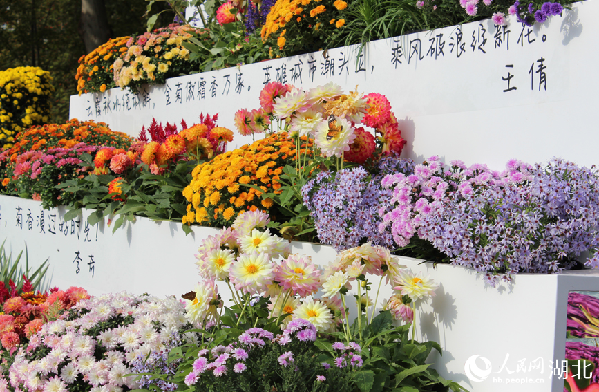 江城秋色入畫來(lái) 武漢市第42屆金秋菊展啟幕【9】