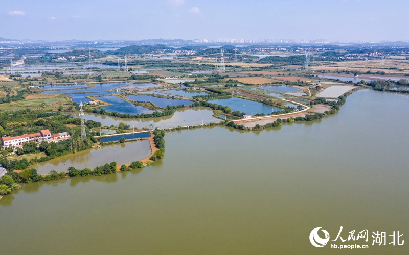 桐湖水系豐富。人民網(wǎng)記者 王郭驥攝