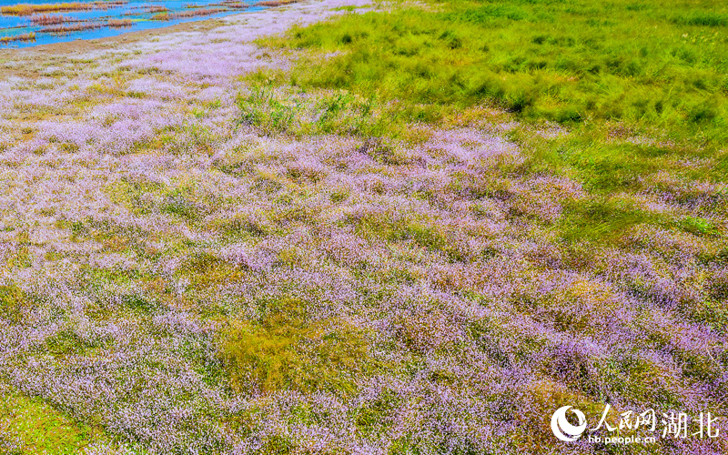 1紅蓼鋪就桐湖“紅地毯”。人民網(wǎng)記者 王郭驥攝