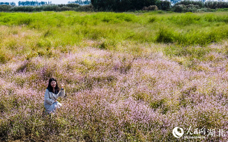 紅蓼花海吸引市民前來(lái)打卡。人民網(wǎng)記者 王郭驥攝