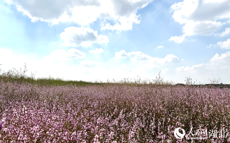 大片紅蓼花盛開(kāi)。人民網(wǎng)記者 張沛攝