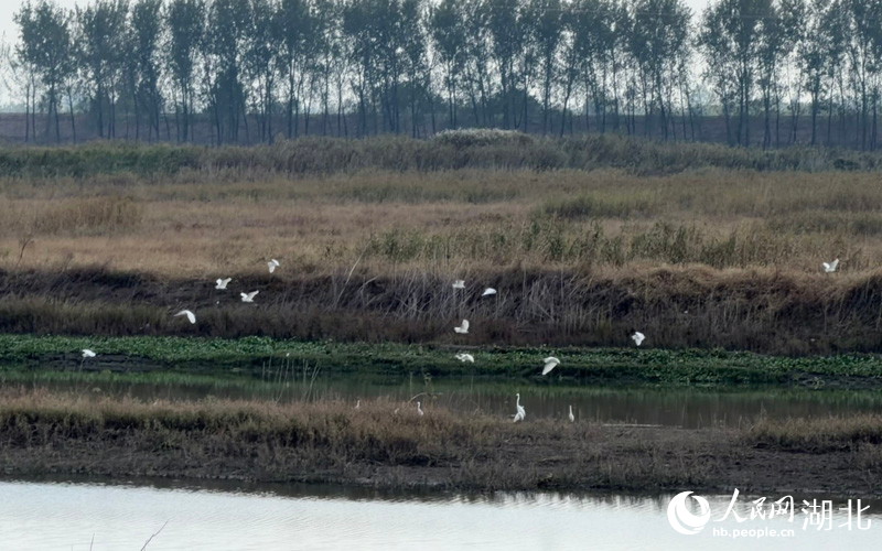 桐湖外灘，白鷺振翅掠過(guò)水面。人民網(wǎng)記者 張沛攝