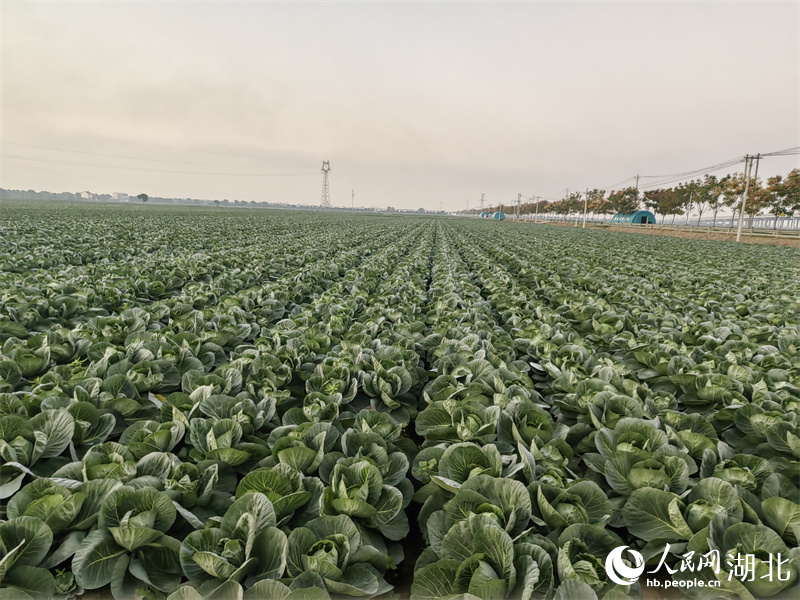 行進(jìn)中國(guó)丨長(zhǎng)江邊，“一棵菜”的升級(jí)答卷