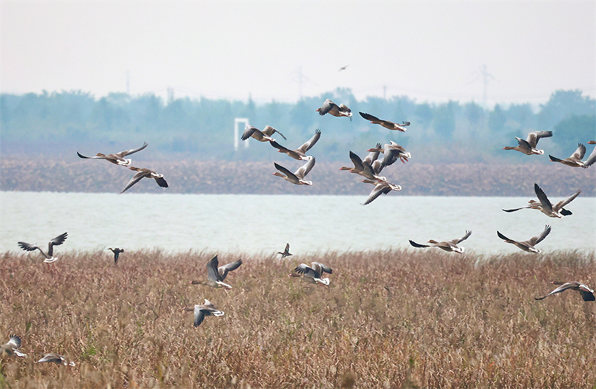沉湖濕地上空，灰雁成群掠過蘆葦叢。彭昀迪攝