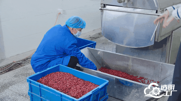 工作人員對采摘的新鮮山茱萸進行加工。
