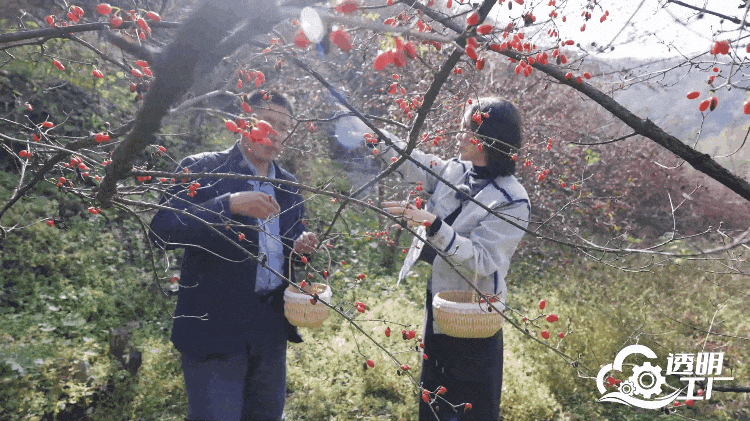節(jié)目組嘉賓在茱萸林采摘山茱萸。