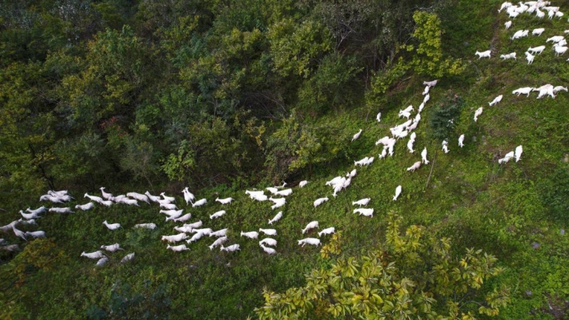 鄖西縣香口鄉(xiāng)沉溪河村千只馬頭山羊在山坡上覓食。鄒景根攝