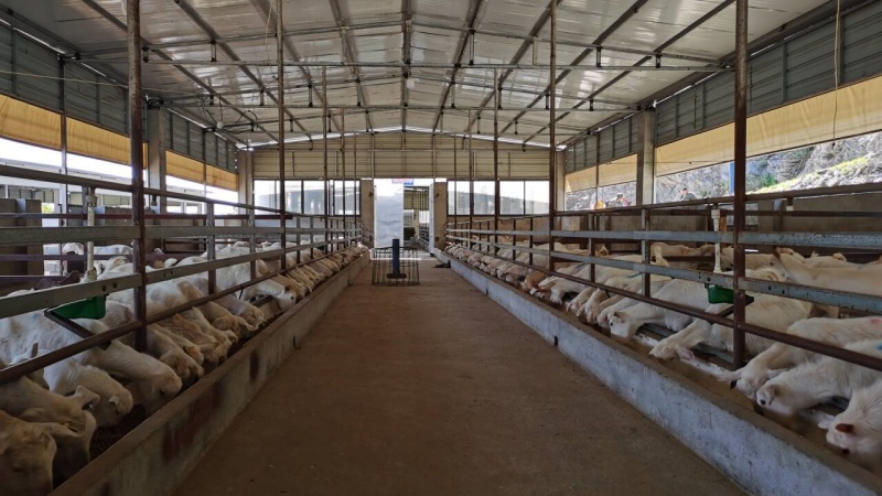 整潔的標(biāo)準(zhǔn)化小單元羊舍。鄒景根攝