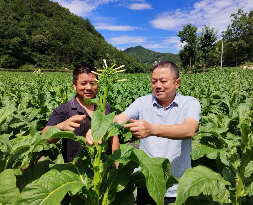 駐村書記田間指導(dǎo)煙農(nóng)打頂。