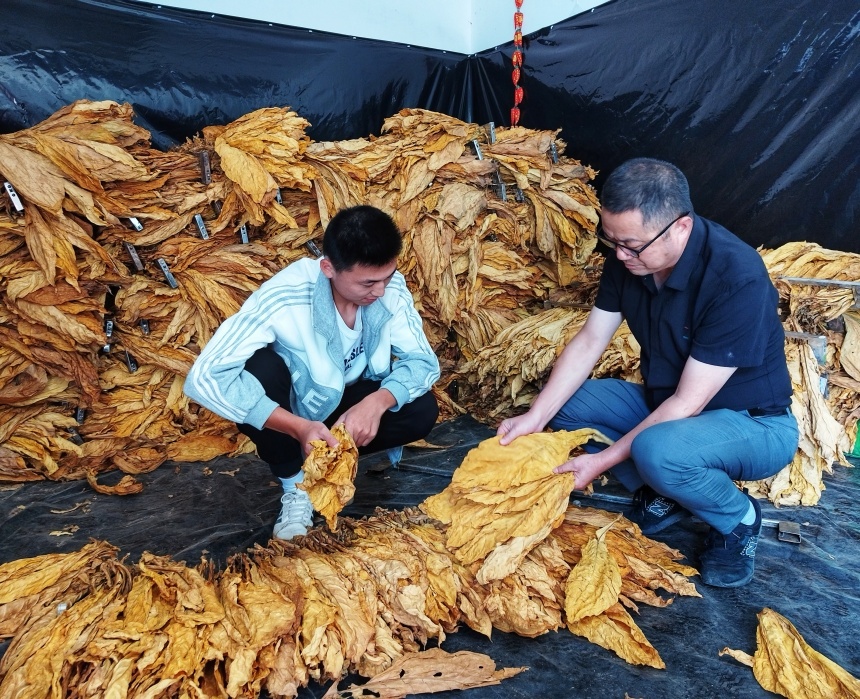 駐村書記指導(dǎo)煙農(nóng)煙葉初分。