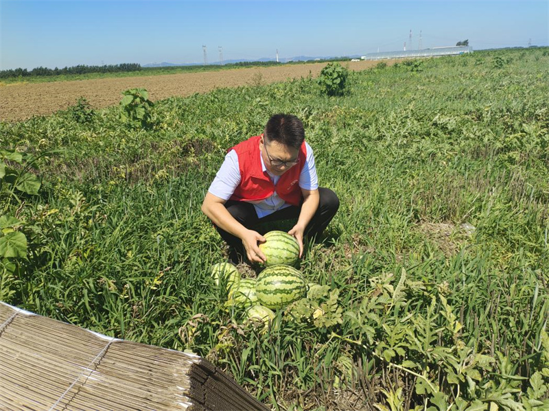 志愿者幫助零售戶采摘西瓜。杜莎攝
