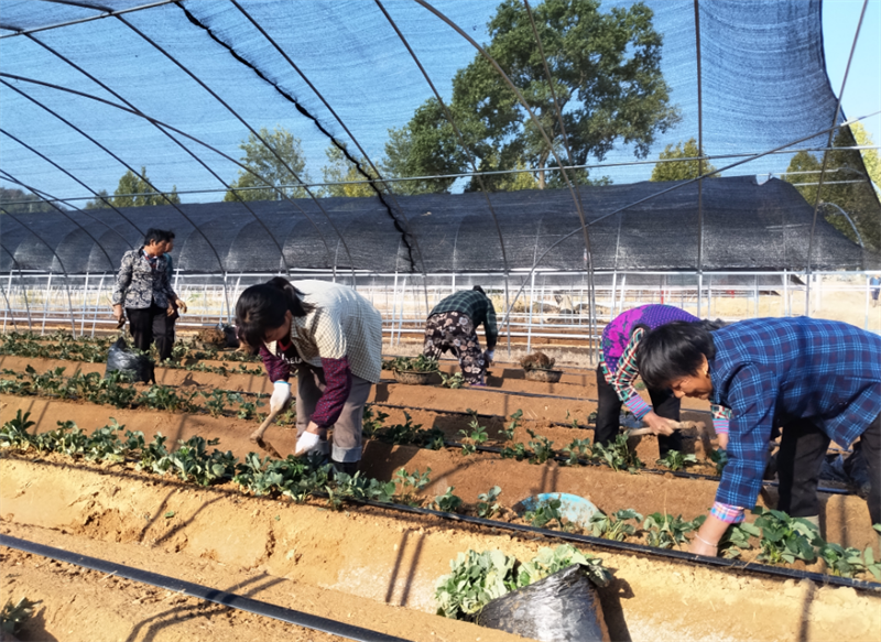 葉河村村民在草莓棚里勞作