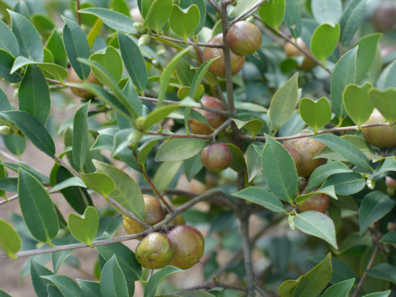 掛果的油茶樹(shù)