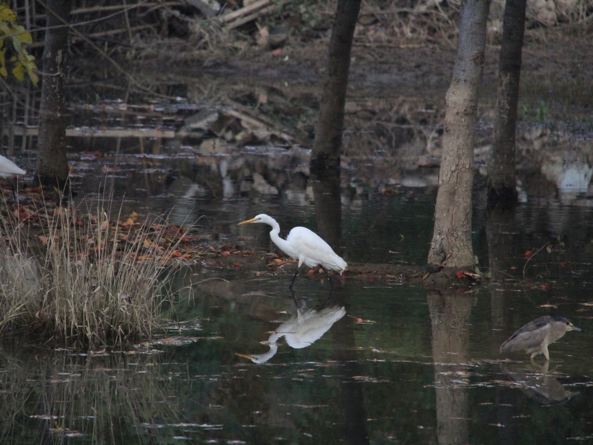 湖北鄖陽:好生態(tài)引眾鳥安家