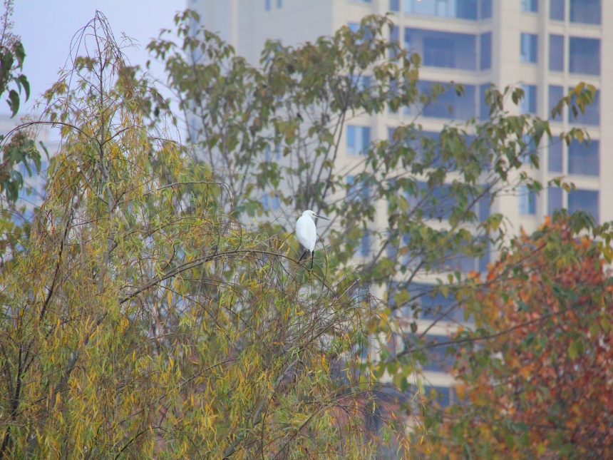 湖北鄖陽(yáng)：好生態(tài)引眾鳥(niǎo)安家