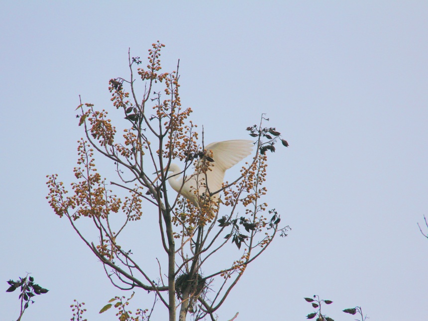 湖北鄖陽:好生態(tài)引眾鳥安家
