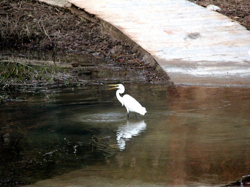 湖北鄖陽(yáng):好生態(tài)引眾鳥安家